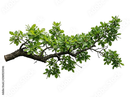 Oak Tree Branch Green Leaves Acorn Isolated Transparent Background PNG Realistic Forest Twig Wood Bark Foliage Nature Plant Botanical Element