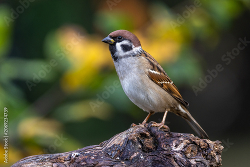 Feldsperling (Passer montanus)