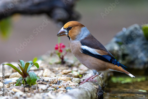 Konstfotografi Kernbeißer (Coccothraustes coccothraustes)