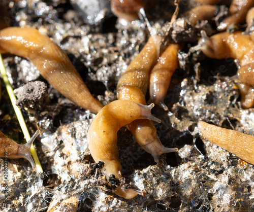 A group of snails are on a rock, one of which is eating another