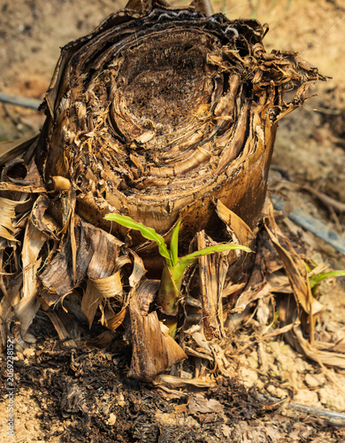 New sprout emerges from dried, cracked root base