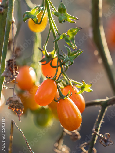 A bunch of orange tomatoes hanging from a plant