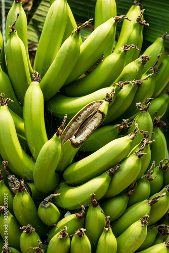Green bananas cluster tightly together