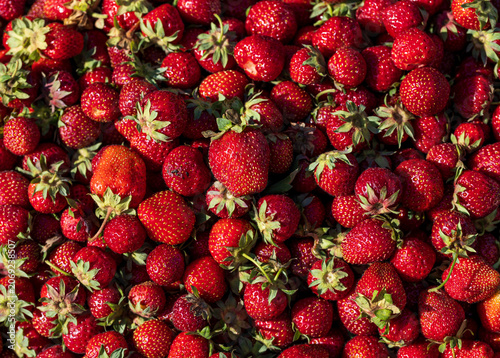 Fresh strawberries pile together in sunlit abundance