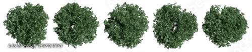 Panel kuchenny z motywem Set of trees with top view for architectural entourage and landscape plan presentation. 3d modeling ivy illustration isolated on transparent background.