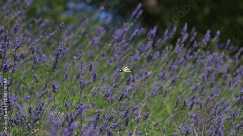 Lavanda in fiore