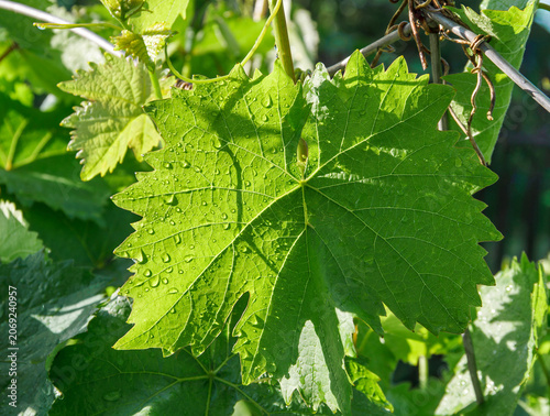 Sunlit Grape Leaf with Dew Drops in Vineyard