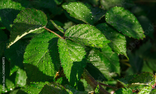 Green Leaves with Dew Drops in Morning Sunlight