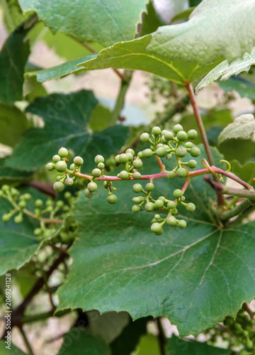 Unripe Green Grapes Growing on Vine with Leaves in Vineyard