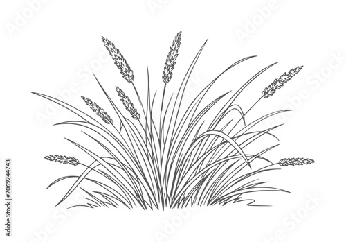 Fotografie Black and white of a clump of wild grass with seed heads