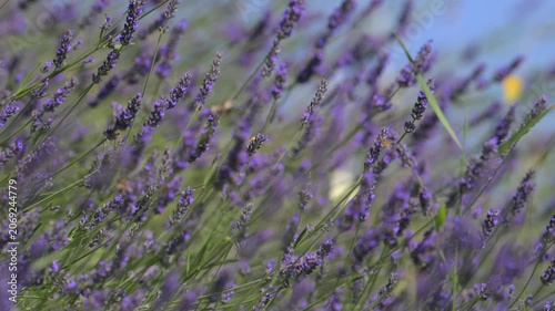 Lavanda in fiore