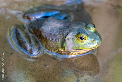 Billede på lærred American Bullfrog portrait at water surface with gold eye, Virginia