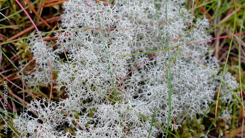 Bilde på lerret Reindeer lichen cladonia rangiferina growing on forest floor