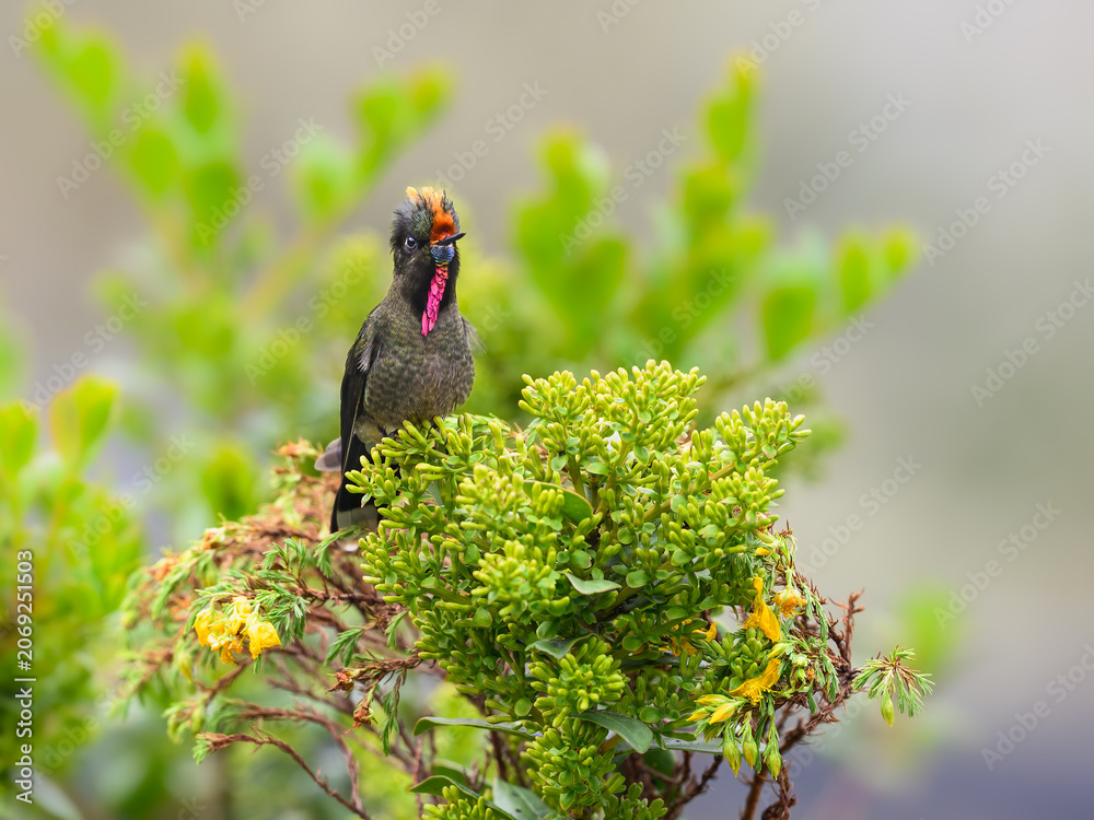 Obraz premium Male Rainbow-bearded Thornbill Hummingbird Perched on Flowering Shrub