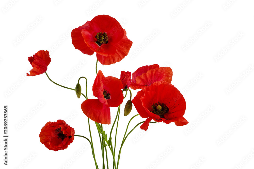 Obraz premium Red poppy flowers with buds blooming on white background