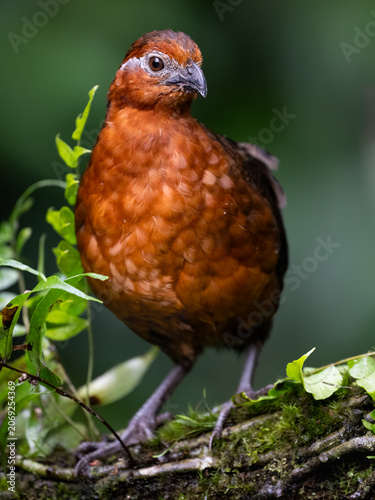 Chestnut Wood-Quail Standing on Mossy Log in Cloud Forest