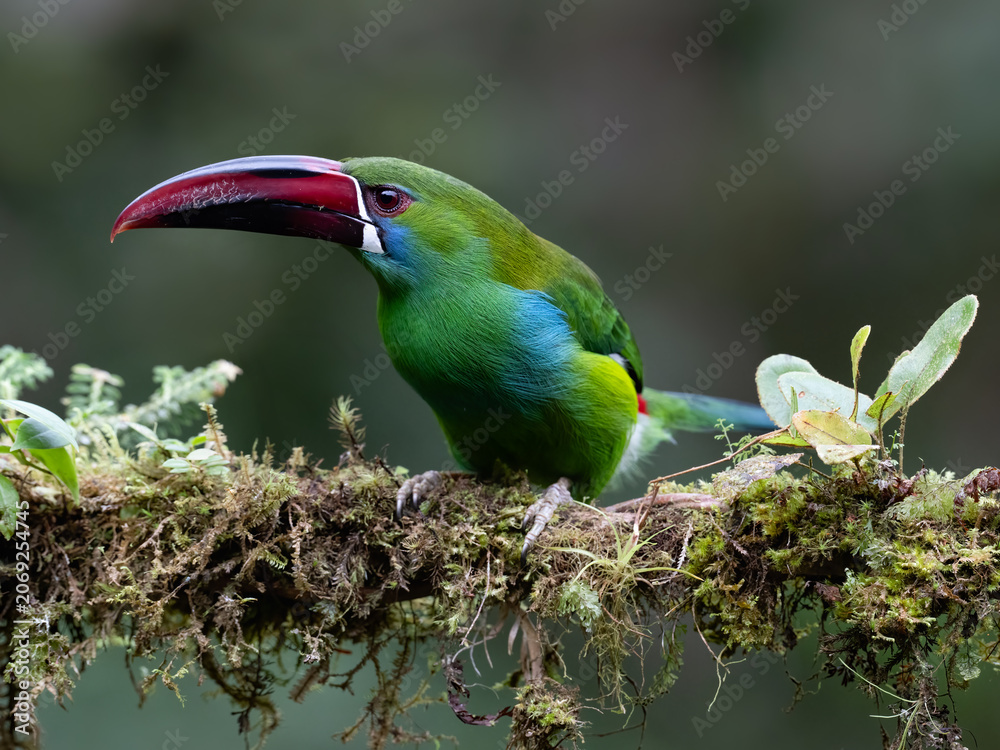 Obraz premium Crimson-rumped Toucanet Perched on Mossy Branch in Cloud Forest