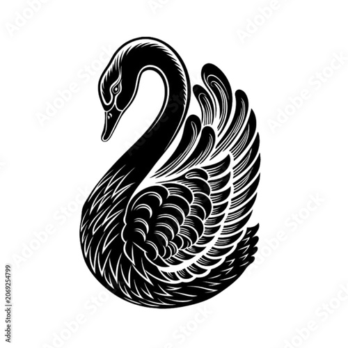 black and white swan