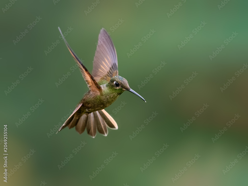 Fototapeta premium Fawn-breasted Brilliant Hummingbird Hovering In Flight Against Green Background