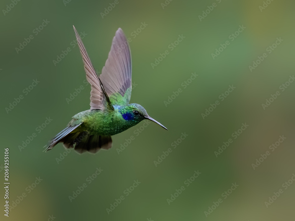 Obraz premium Lesser Violetear Hummingbird Hovering In Flight With Wings Spread