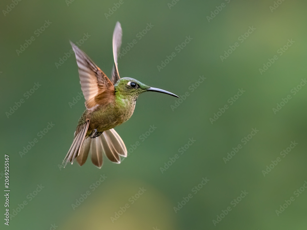 Obraz premium Fawn-breasted Brilliant Hummingbird Hovering In Flight Against Green Background