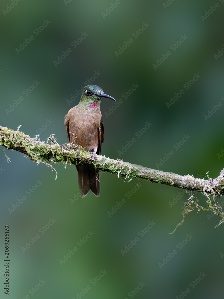 Obraz premium Fawn-breasted Brilliant Hummingbird Perched on a Mossy Forest Branch