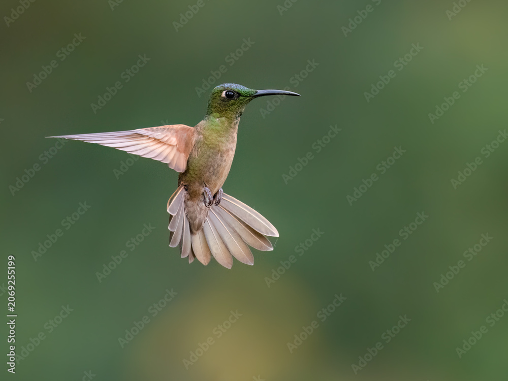 Obraz premium Fawn-breasted Brilliant Hummingbird Hovering In Flight Against Green Background