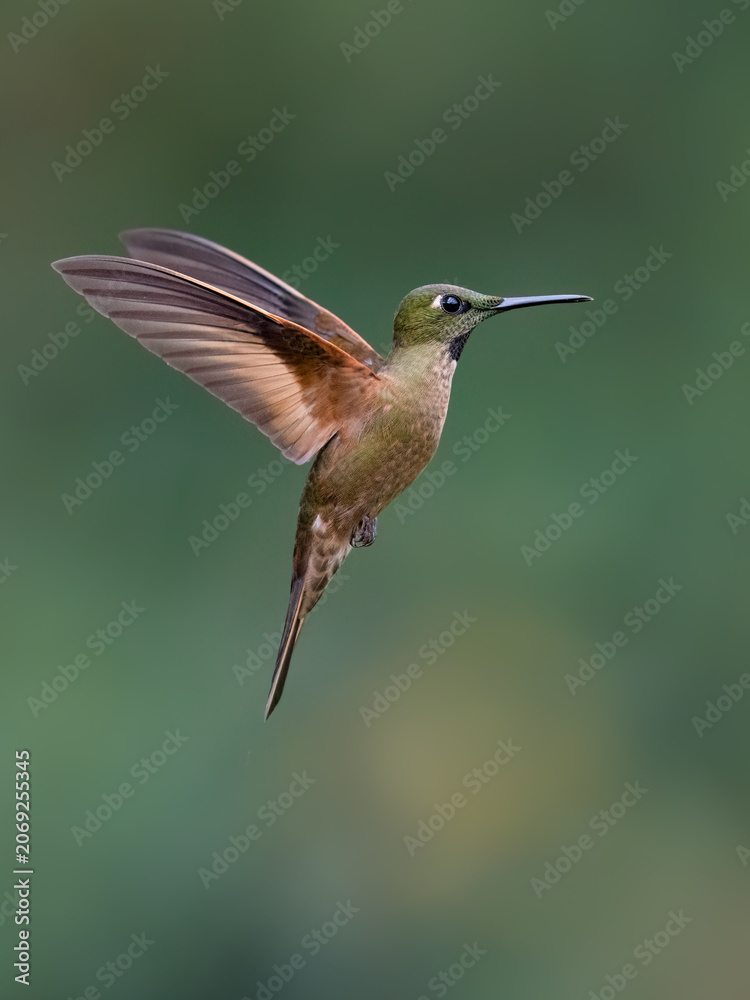Obraz premium Fawn-breasted Brilliant Hummingbird Hovering In Flight Against Green Background