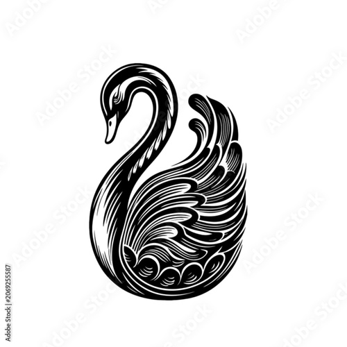 black swan vector