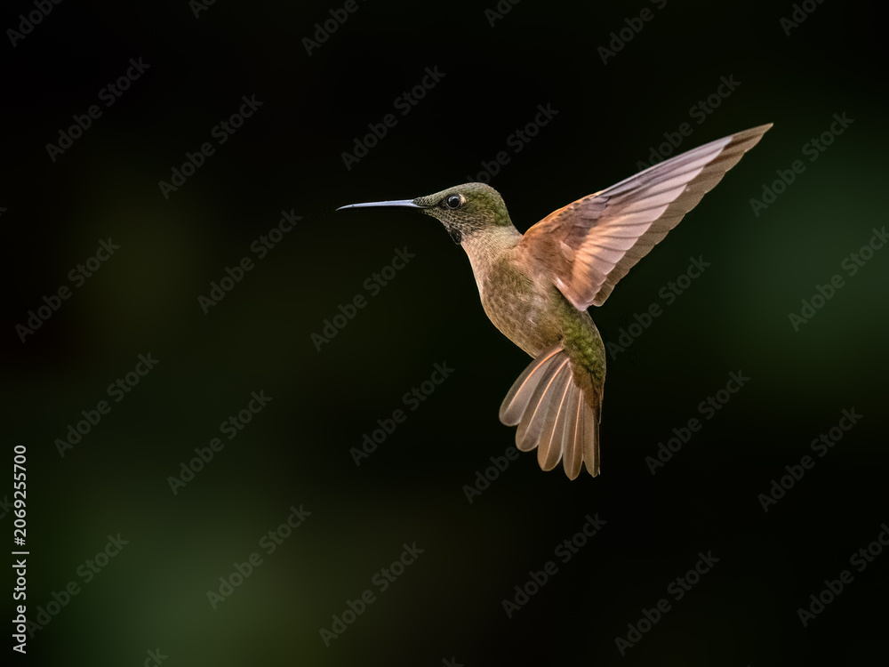 Obraz premium Fawn-breasted Brilliant Hummingbird Hovering In Flight Against Green Background