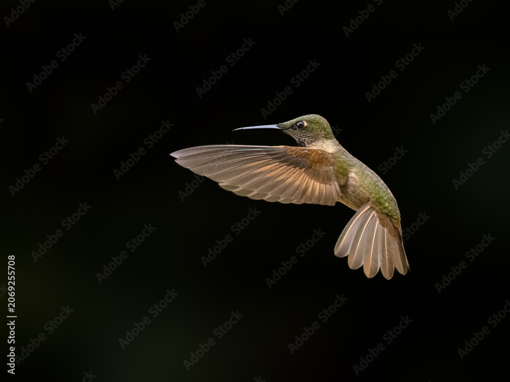 Obraz premium Fawn-breasted Brilliant Hummingbird Hovering In Flight Against Green Background