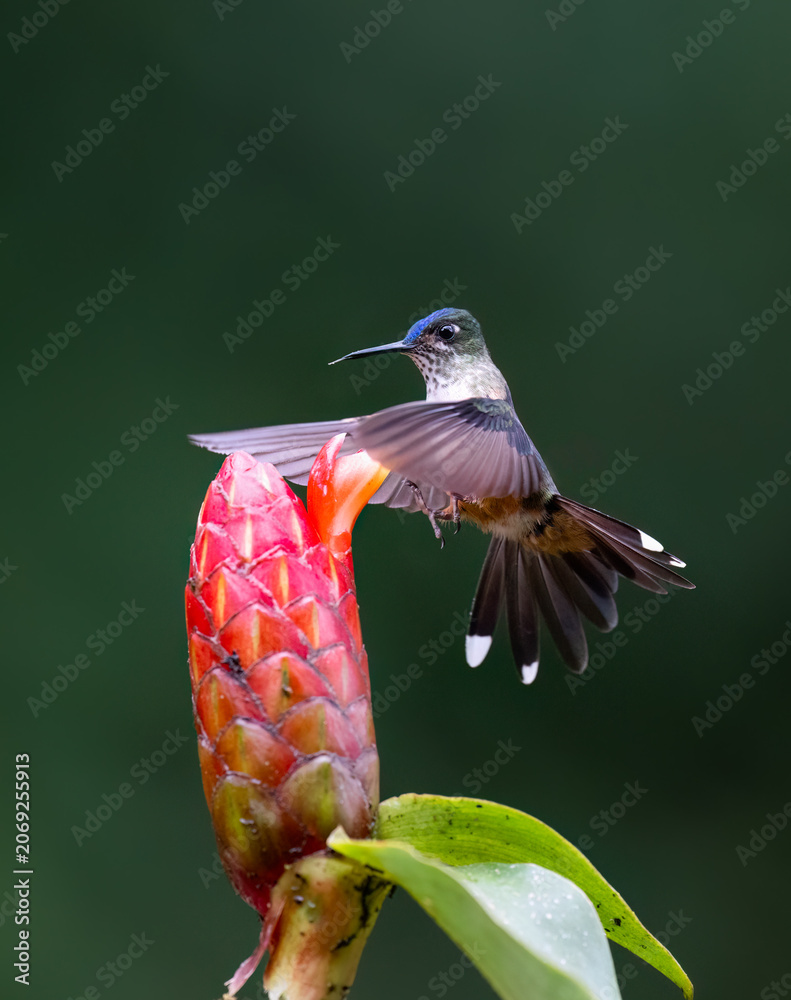 Obraz premium Long-tailed Sylph Hummingbird Hovering Near Red Ginger Flower