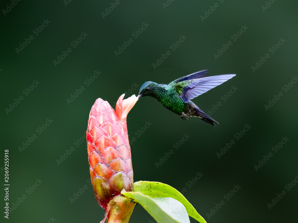 Obraz premium Steely-vented Hummingbird Hovering and Feeding on Pink Tropical Flower
