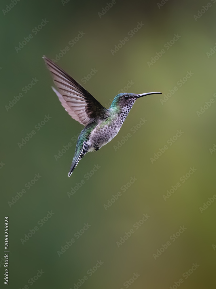 Obraz premium Female White-necked Jacobin Hummingbird Hovering Against Blurred Green Background