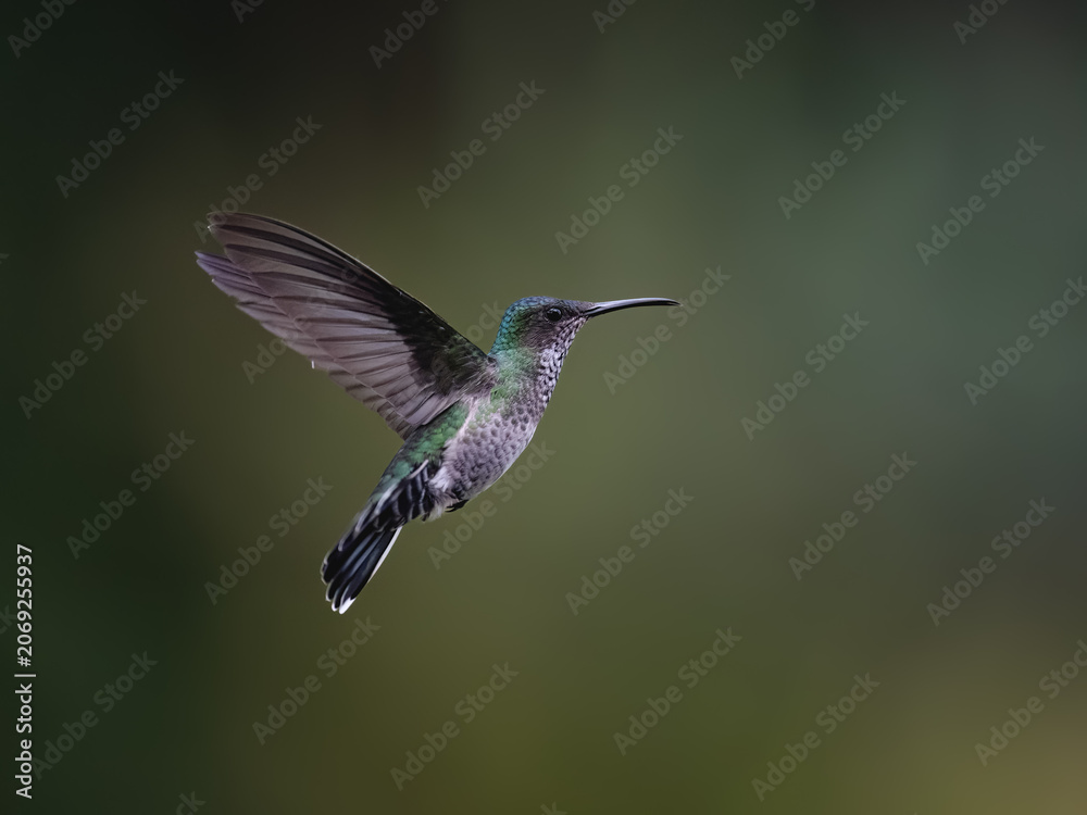 Obraz premium Female White-necked Jacobin Hummingbird Hovering Against Blurred Green Background