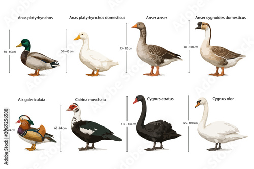 Canvastavla Comparison of body form of anseriformes-anatidae species including Anas platyrhy