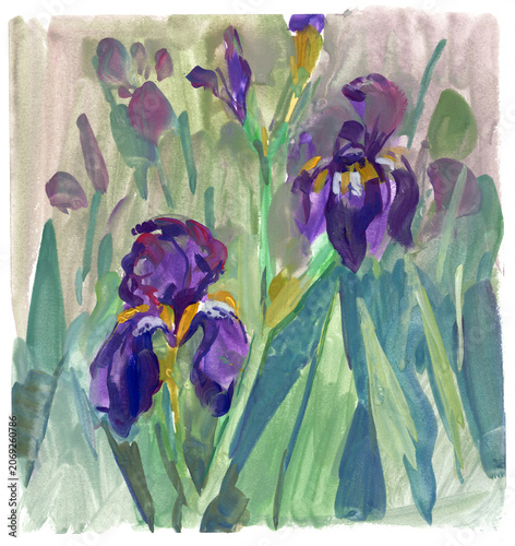 Expressive gouache painting of purple irises in a garden, loose painterly brushstrokes and soft green background, artistic floral illustration