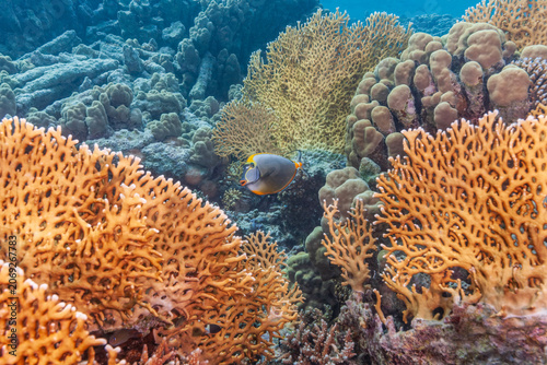 Orangespine unicornfish swimming among vibrant fire corals in Marsa Alam Red Sea Egypt