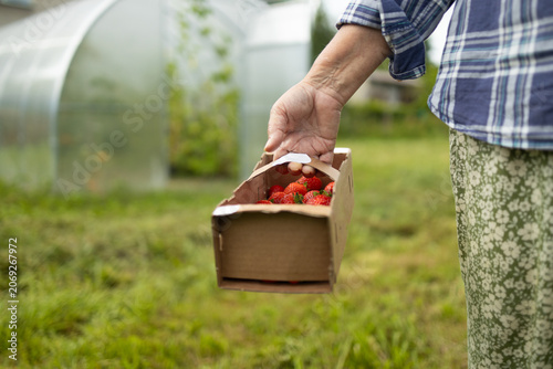 Εκτύπωση καμβά An elderly woman in a plaid shirt and patterned pants holds a small wooden crate with harvested crops, standing in a rural garden near a greenhouse on a summer day