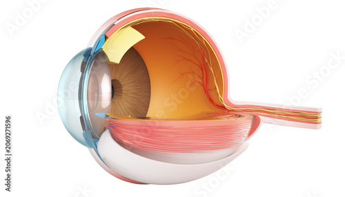 Detailed Anatomical Diagram of Human Eye Structure and Components