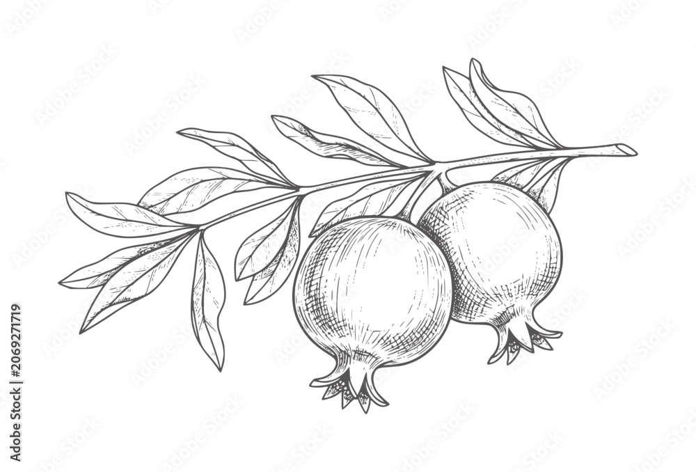 Fototapeta premium Hand drawn of two pomegranates a branch with leaves fruit vintage