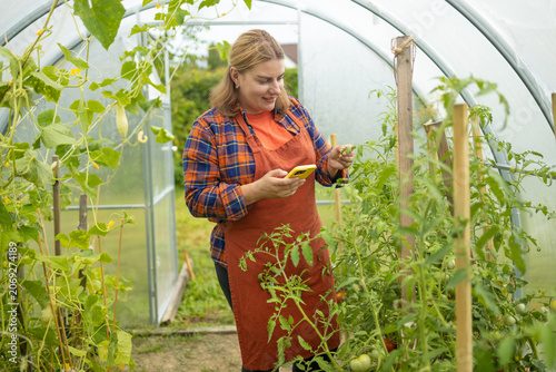  young blonde female farmer in an apron sits in a greenhouse, carefully checking ripening organic tomatoes on branches and using her smartphone.