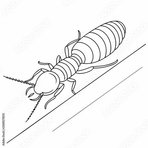 Simple black and white line art drawing of a termite with entomology wildlife illustration monochrome creature scientific