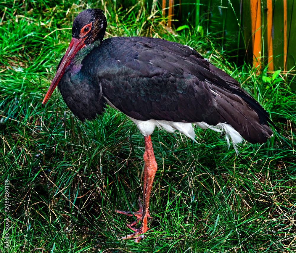Obraz premium Black stork on the lawn. Latin name - Ciconia nigra