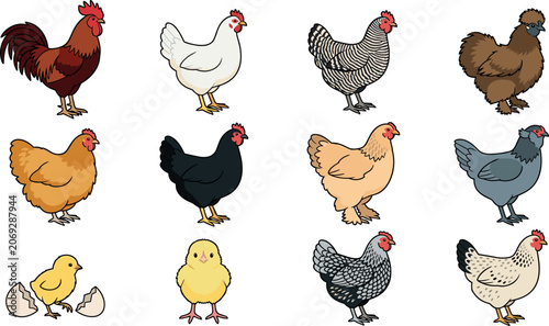 Εκτύπωση καμβά Chicken Breed Vector Illustration Set Featuring Diverse Poultry Varieties Includ