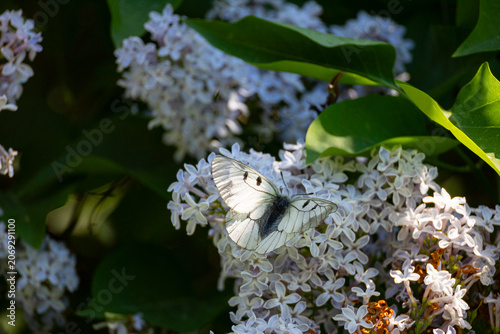 A close-up of an Clouded Apollo butterfly perched on a blossoming lilac branch