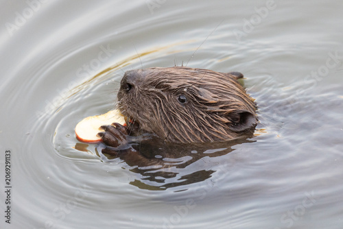 River beaver eating apple close-up
