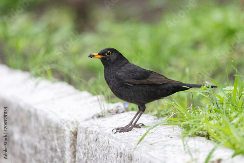 A male blackbird in spring close up