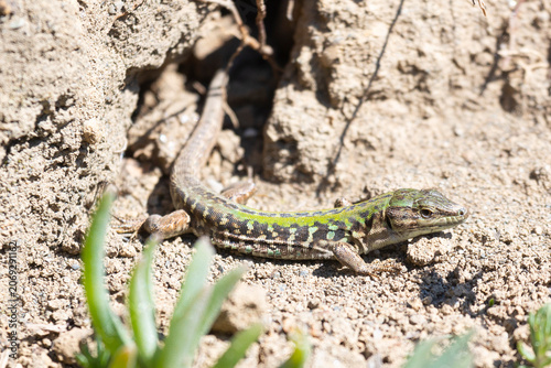 A close-up of an Italian wall lizard on the ground