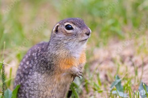 A close-up of speckled ground squirrels standing in green grass. These animals are listed in the Red Book